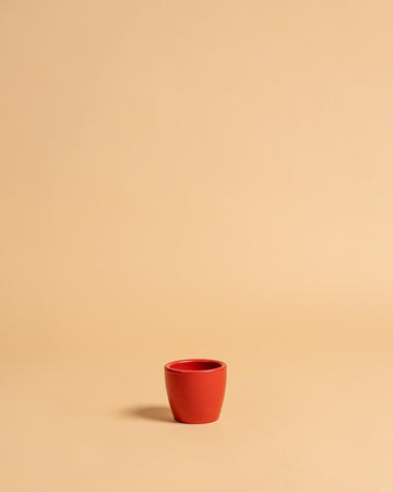 Vaso núbia cactos vermelho | 8cm