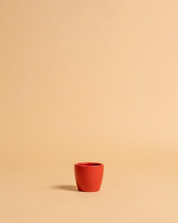 Vaso núbia cactos vermelho | 10cm