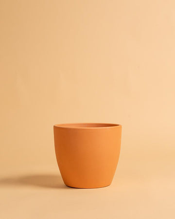 Vaso tulipa | 20cm