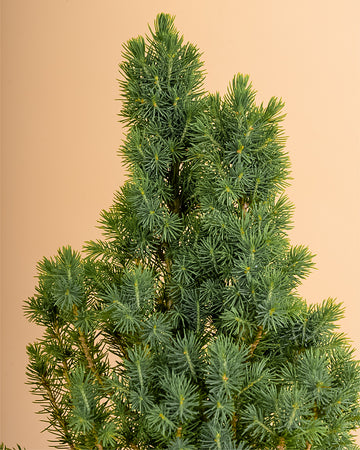 Picea glauca 'Conica'