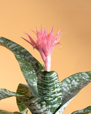 Aechmea fasciata Primera