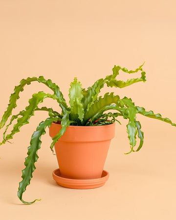 Asplenium antiquum 'Osaka'