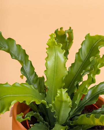 Asplenium antiquum 'Osaka'