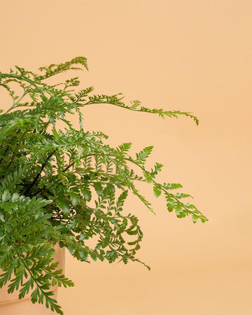 Asplenium 'Parvati'