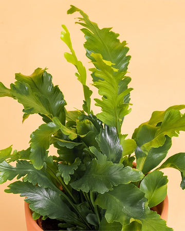 Asplenium nidus 'Campio'