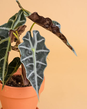 Alocasia 'Polly'