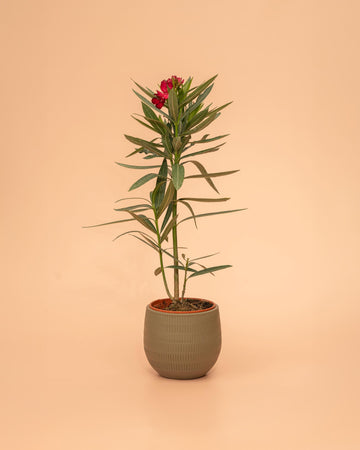 Nerium oleander