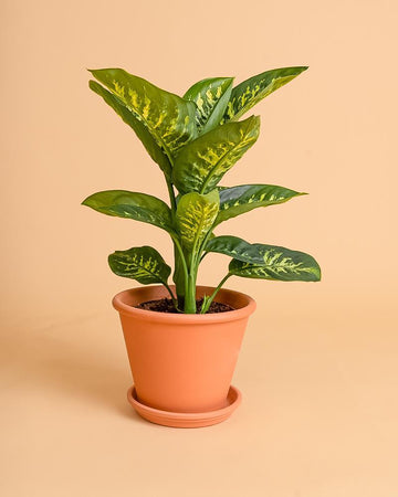 Dieffenbachia 'Tropic Snow'