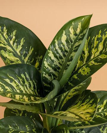 Dieffenbachia 'Tropic Snow'