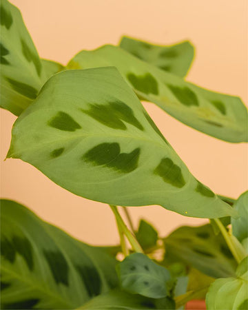 Maranta leucaneura 'Kerchoveana'