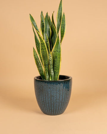 Sansevieria trifasciata 'Laurentii'