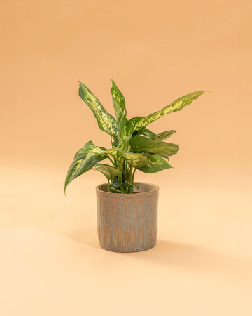 Dieffenbachia ‘Compacta’