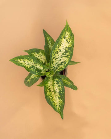 Dieffenbachia ‘Compacta’