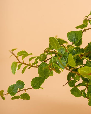 Ficus pumila 'Green Sunny'