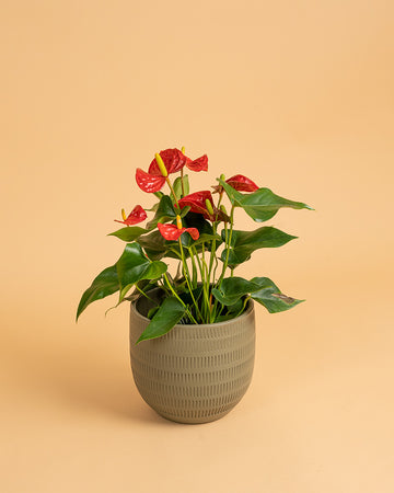 Anthurium andraeanum