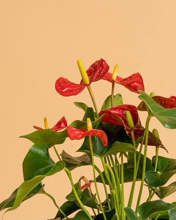 Anthurium andraeanum