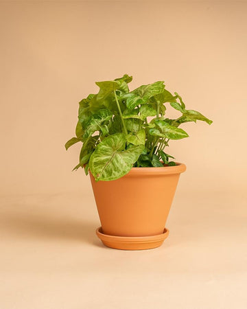 Syngonium 'White Butterfly'