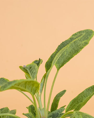 Salvia officinalis 'Icterina'