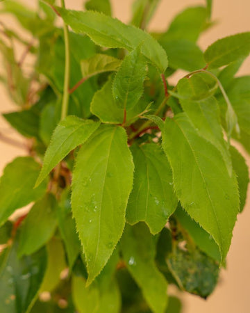 Actinidia arguta ‘Ken’s Red’