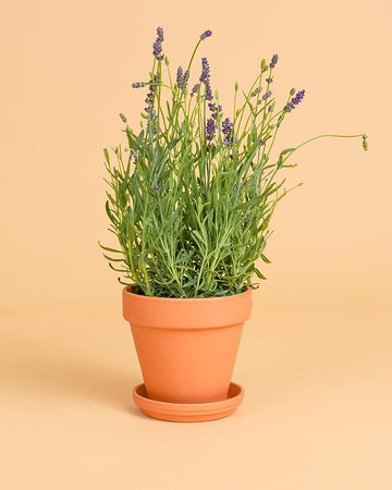 Lavandula angustifolia