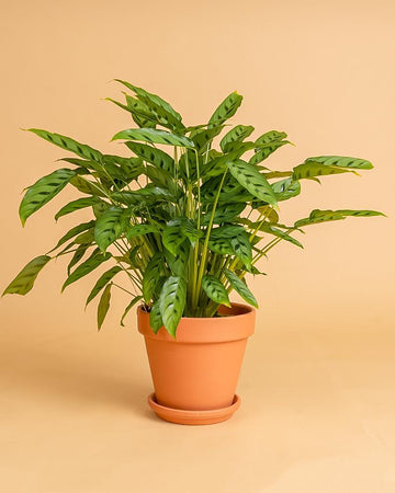 Calathea leopardina