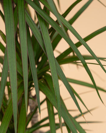 Dracaena marginata