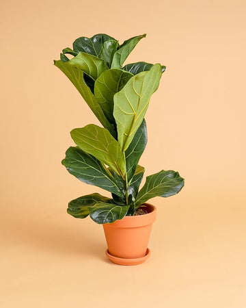 Ficus lyrata | 25 - 30cm