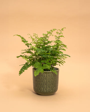 Adiantum raddianum ‘Fragrans’