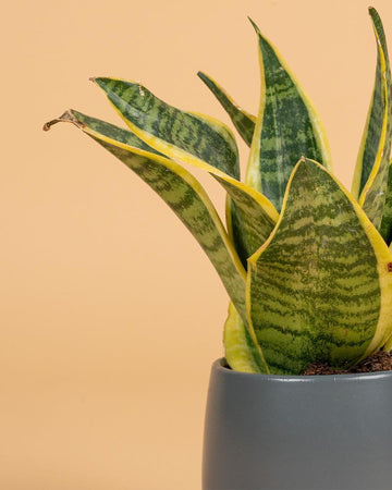 Sansevieria trifasciata 'Futura Superba'