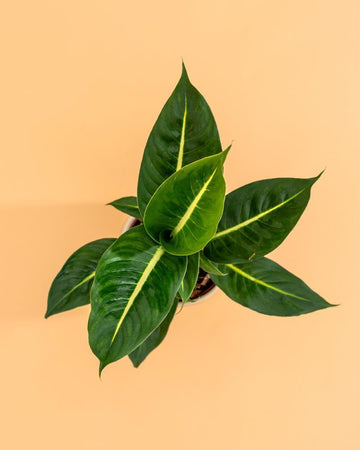 Dieffenbachia 'Green Magic'