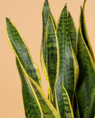 Sansevieria trifasciata 'Laurentii'