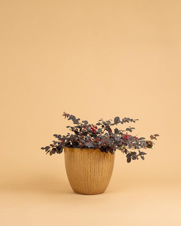 Loropetalum chinense