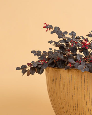 Loropetalum chinense