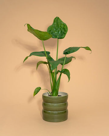 Alocasia cucullata