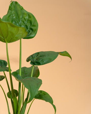 Alocasia cucullata