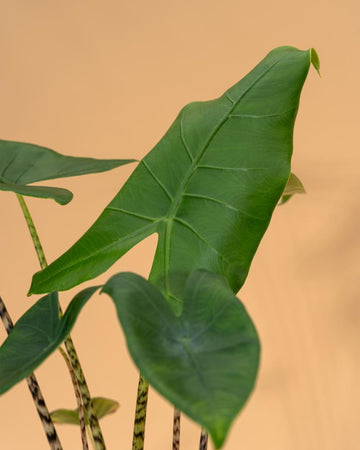 Alocasia zebrina