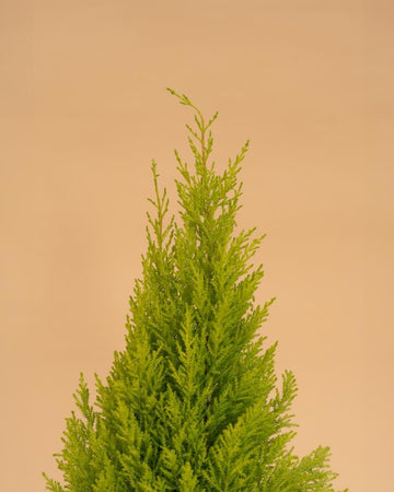 Cupressus Macrocarpa 'Goldcrest' Wilma