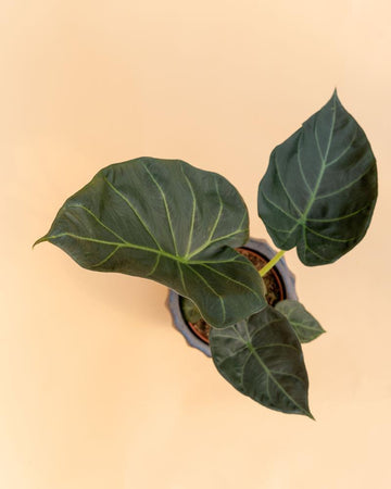 Alocasia 'Regal Shields'