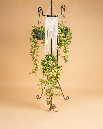 Hoya carnosa Tricolor | 15 - 20cm