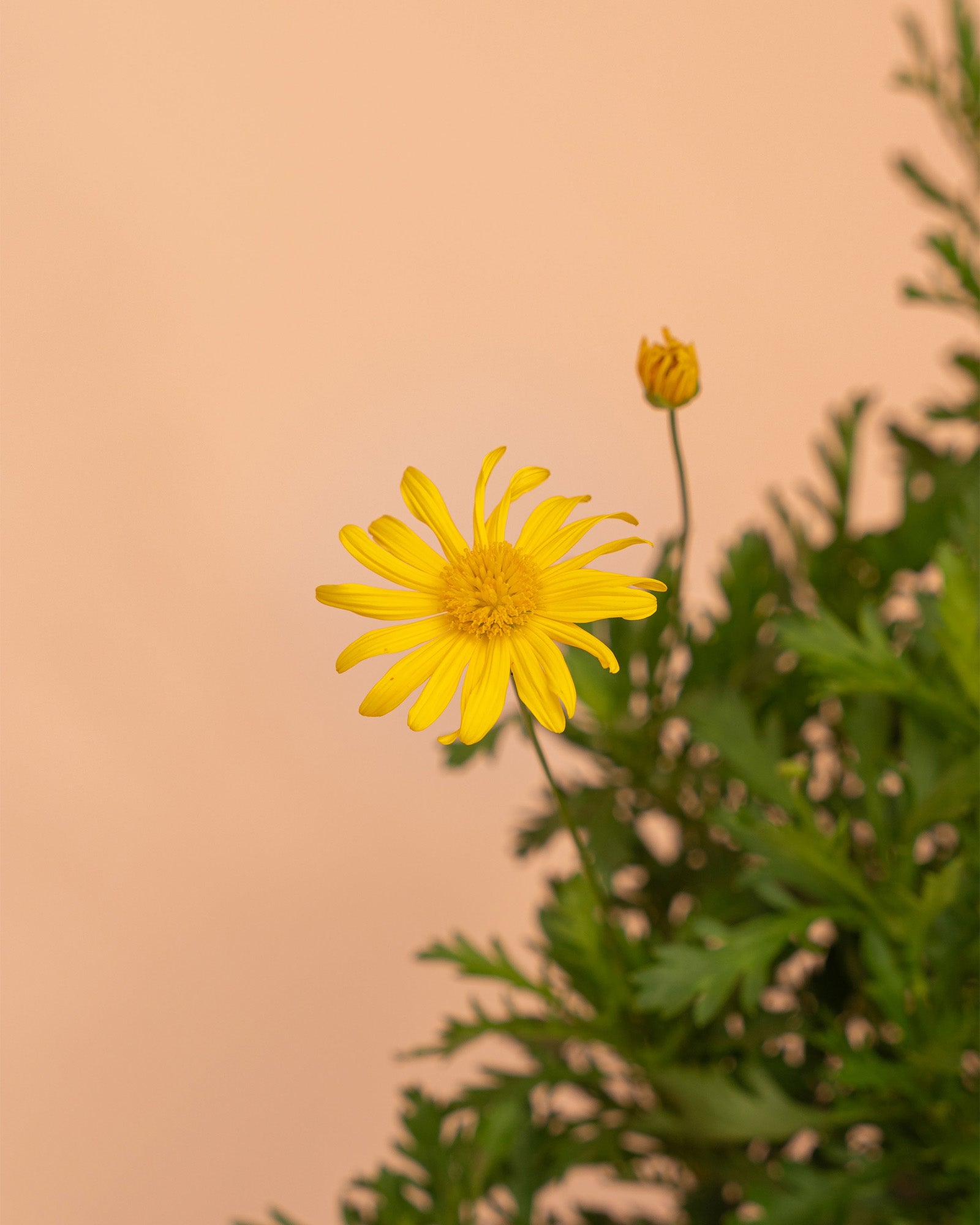 Euryops chrysanthemoides