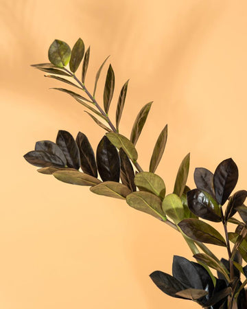 Zamioculca zamiifolia ‘Raven’ | 40-50cm