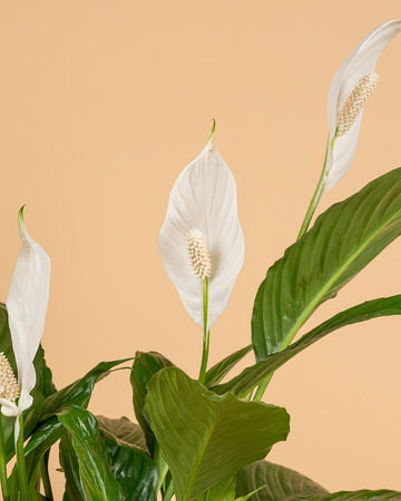 Spathiphyllum