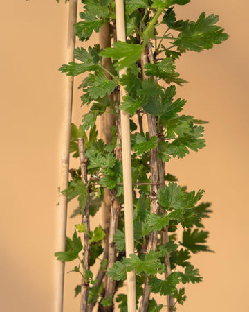 Ribes uva crispa 'Hinnonmaki White'