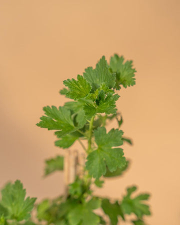 Ribes uva crispa 'Hinnonmaki Rod'