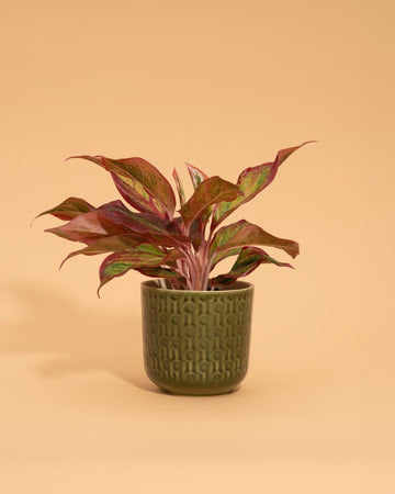 Aglaonema 'Red Fire'