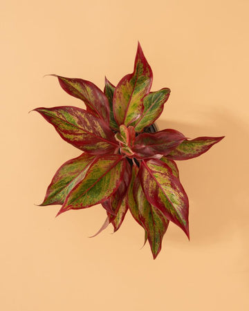 Aglaonema 'Red Fire'