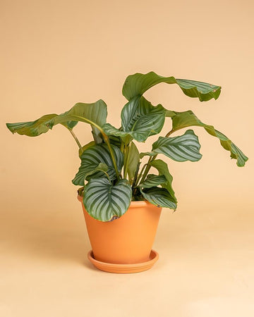 Calathea orbifolia