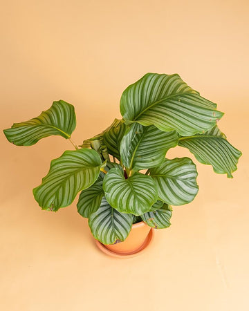 Calathea orbifolia