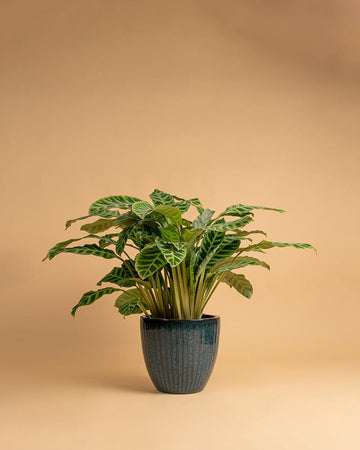 Calathea zebrina