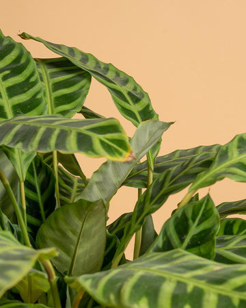 Calathea zebrina